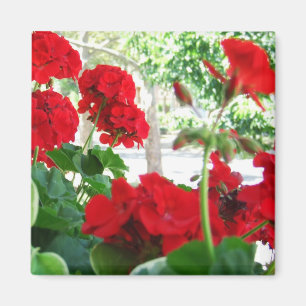 Imán Brillante Red Geraniums Garden Gift Magnet
