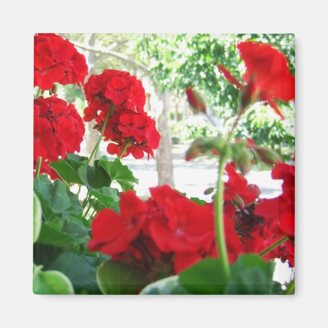 Imán Brillante Red Geraniums Garden Gift Magnet (Frente)