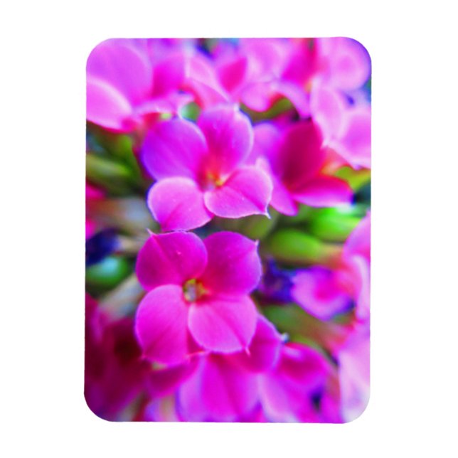 Imán Brillantes flores de Kalanchoe Pink Magenta Púrpur (Vertical)