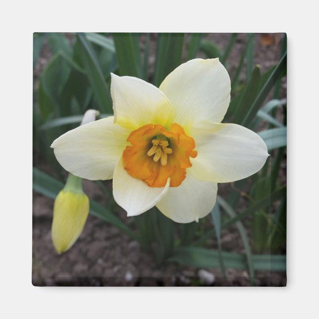 Imán brillo de daffodil blanco (Frente)