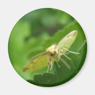 Imán Brimstone Moth Magnet