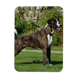 Imán Brindle Boxer Dog Show Stance