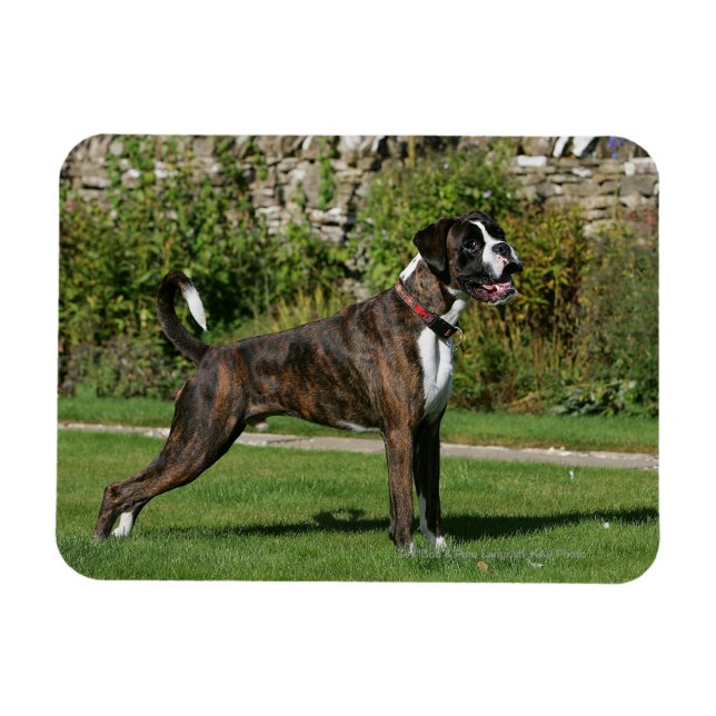 Imán Brindle Boxer Dog Show Stance (Horizontal)