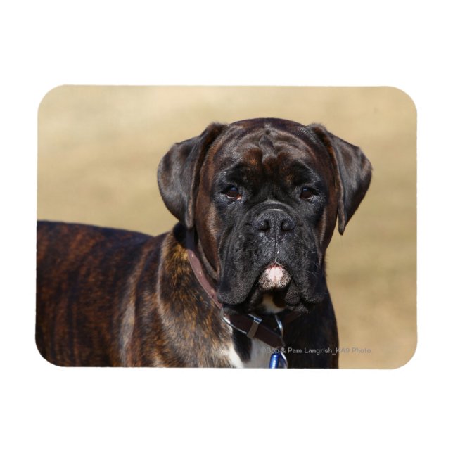 Imán Brindle Boxer Dog Standing (Horizontal)