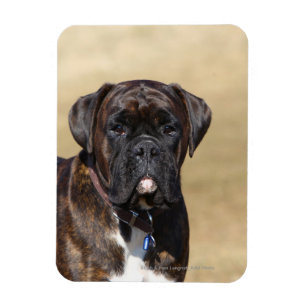 Imán Brindle Boxer Dog Standing