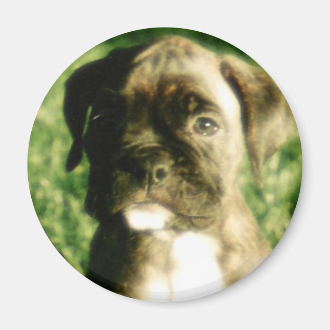 Imán Brindle boxer puppy magnet (Frente)