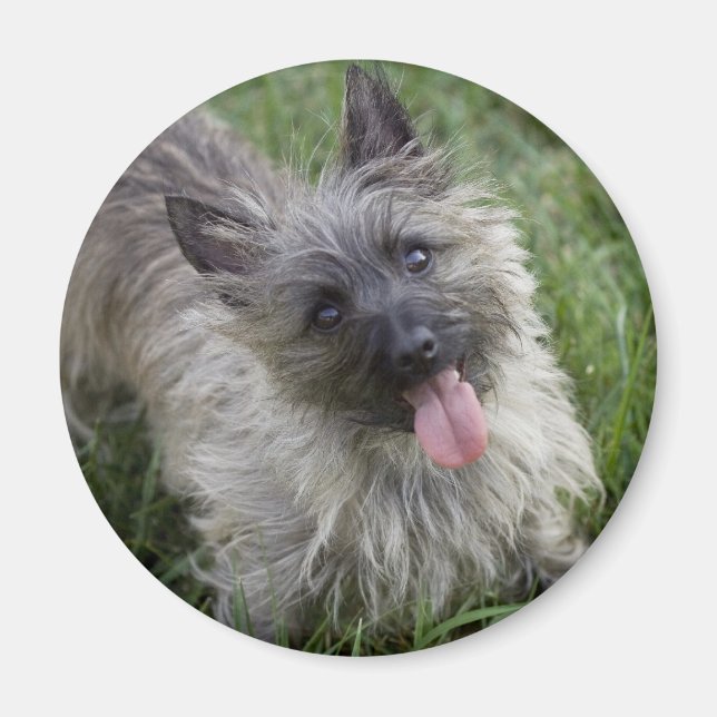 Imán Brindle Cairn Terrier Magnet (Frente)