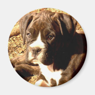 Imán Brindle del perrito del boxeador