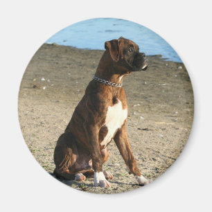 Imán Brindle del perrito del boxeador