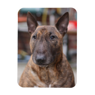 Imán Brindle English Bull Terrier Magnet