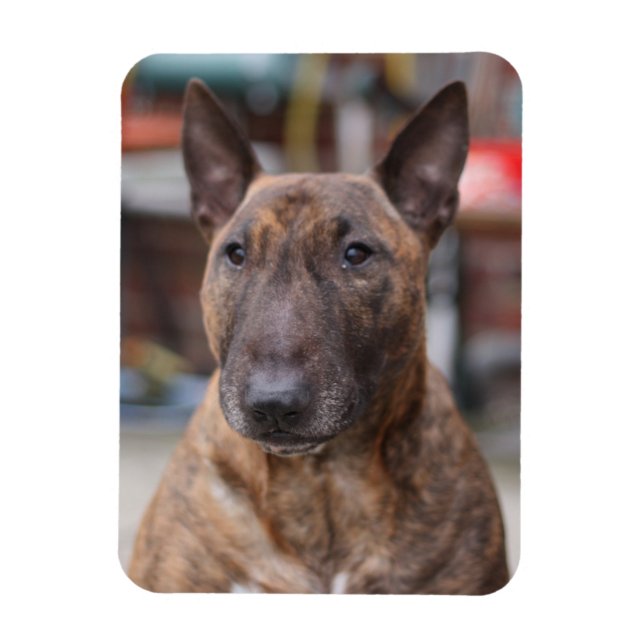 Imán Brindle English Bull Terrier Magnet (Vertical)