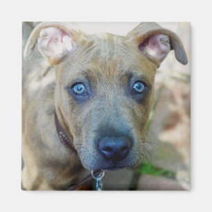 Imán Brindle Pit Bull con una foto de Shirley Taylor