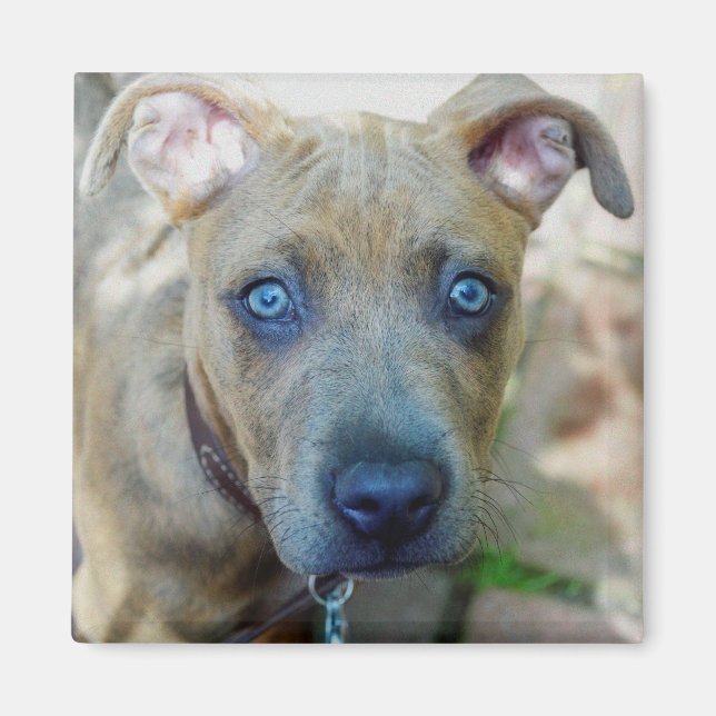 Imán Brindle Pit Bull con una foto de Shirley Taylor (Frente)