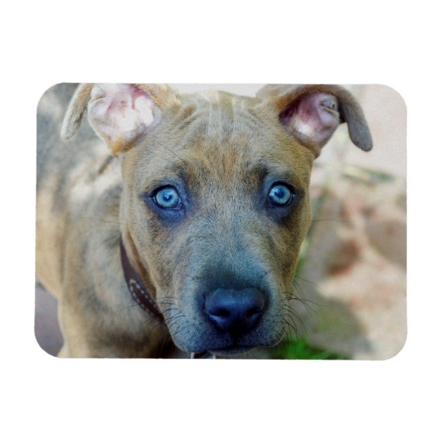 Imán Brindle Pit Bull con una foto de Shirley Taylor (Horizontal)