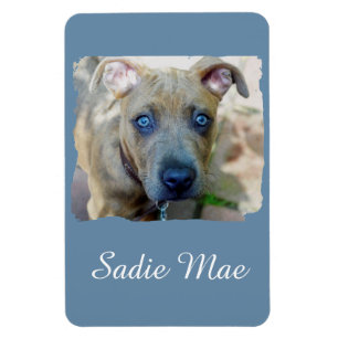 Imán Brindle Pit Bull con una foto de Shirley Taylor