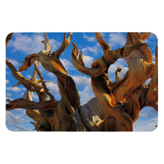 Imán Bristlecone Pine Tree (Horizontal)