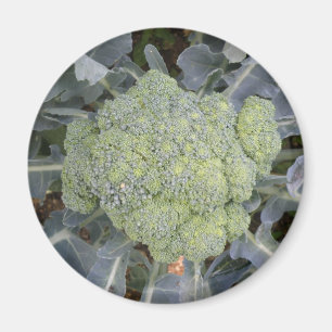 Imán Broccoli Magnet