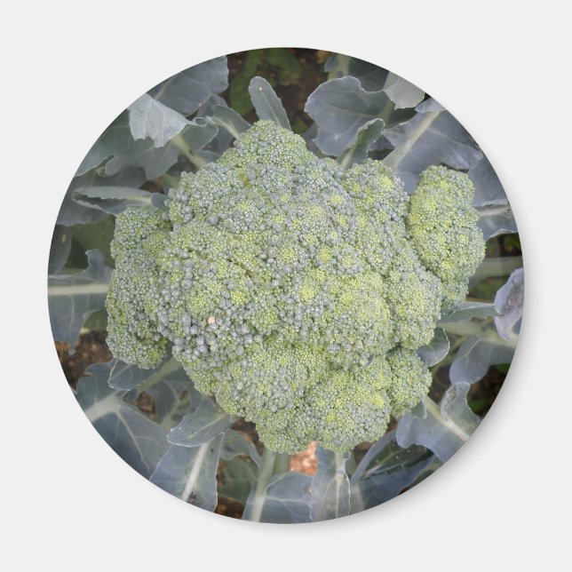 Imán Broccoli Magnet (Frente)