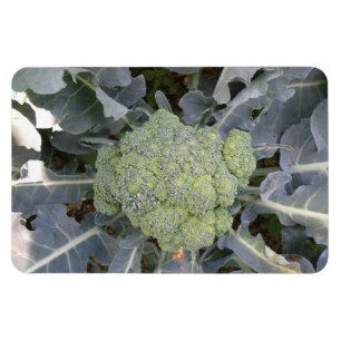 Imán Broccoli Premium Magnet