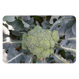 Imán Broccoli Premium Magnet