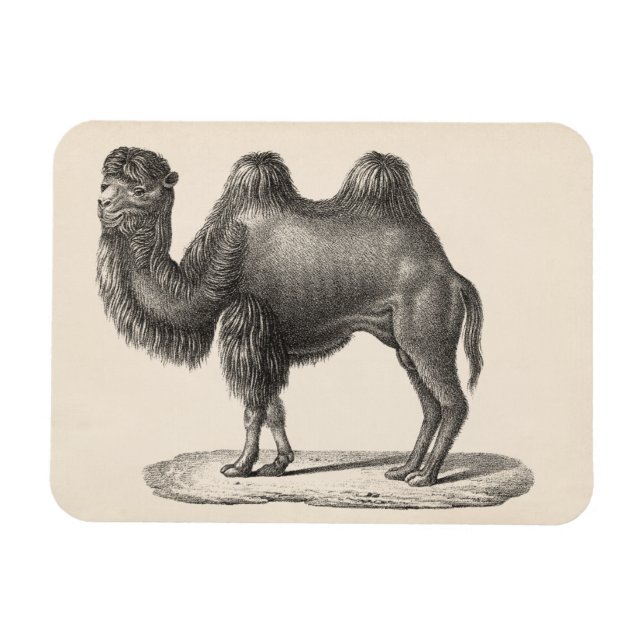 Imán Brodtmann Camel Sketch (Horizontal)