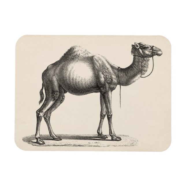 Imán Brodtmann Dromedary Camel Sketch (Horizontal)