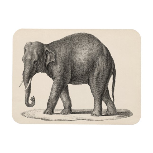 Imán Brodtmann Elephant Sketch (Horizontal)