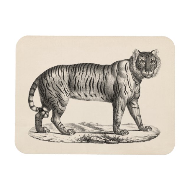 Imán Brodtmann Tiger Sketch (Horizontal)
