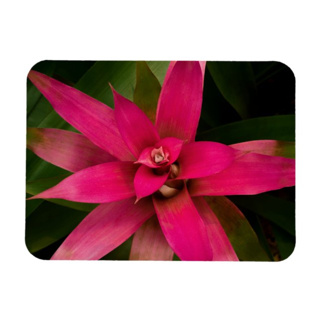 Imán Bromeliad en flor (Horizontal)