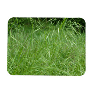 Imán Bromus tectorum