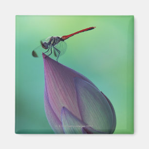 Imán Brote de flor de Lotus y una libélula
