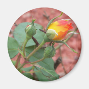 Imán brote de rosa amarillo y naranja