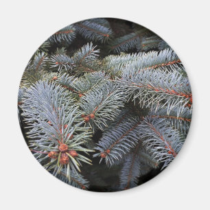 Imán brotes de árbol de abetos
