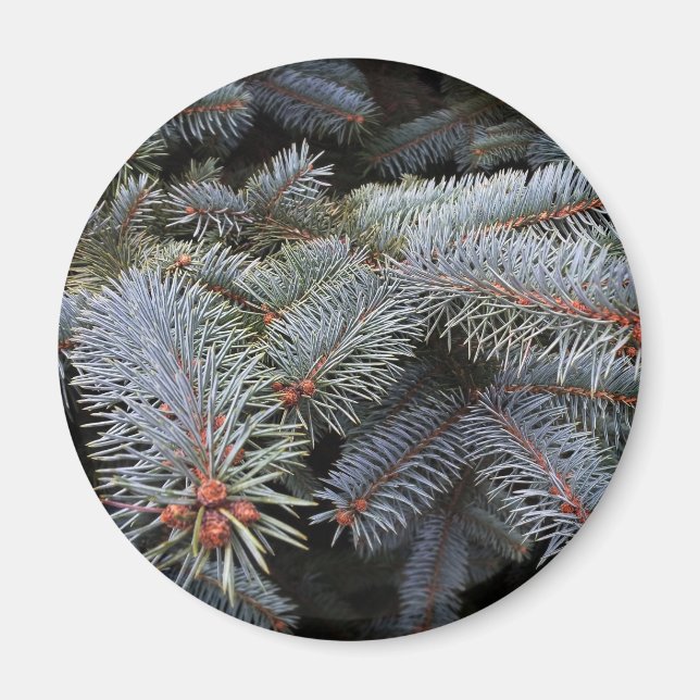 Imán brotes de árbol de abetos (Frente)