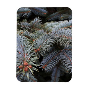 Imán brotes de árbol de abetos