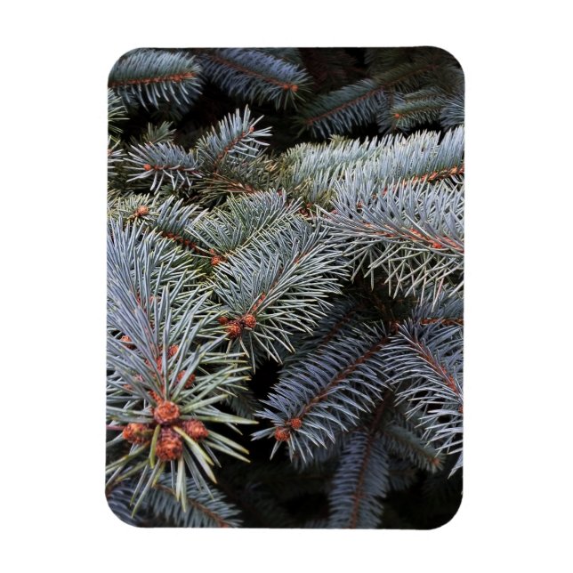 Imán brotes de árbol de abetos (Vertical)