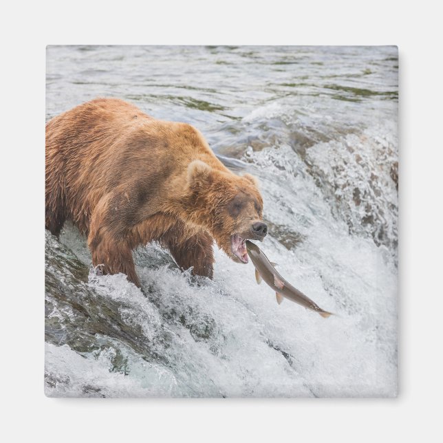 Imán Brown Bear Catches Red Salmon (Frente)