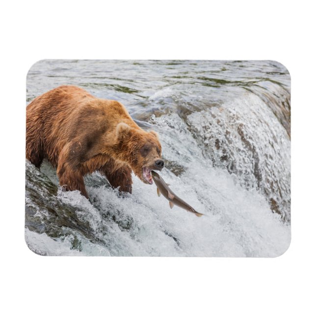 Imán Brown Bear Catches Red Salmon (Horizontal)