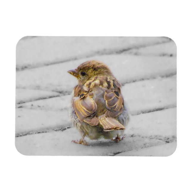 Imán Brown Sparrow (Horizontal)