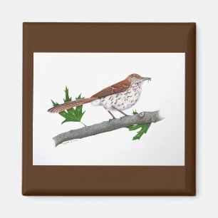 Imán Brown Thrasher Magnet
