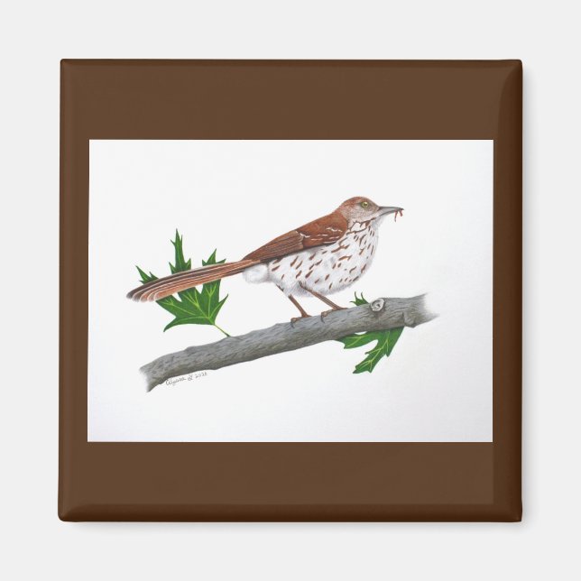 Imán Brown Thrasher Magnet (Frente)
