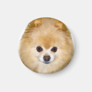 Imán Brown y perro blanco de Pomeranian