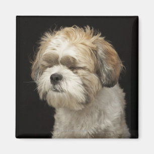 Imán Brown y Shih blanco Tzu con los ojos se cerraron