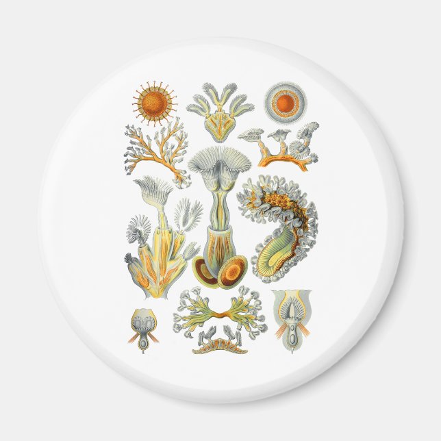 Imán Bryozoa (Frente)