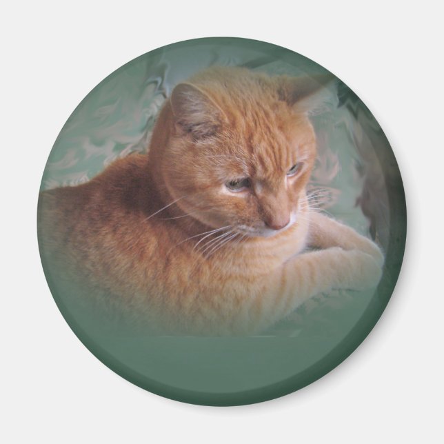 Imán Bubba el Naranja Tabby Tomcat (Frente)