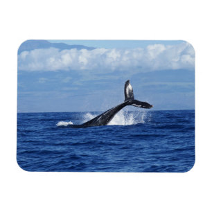 Imán Buceo de ballena en el océano, fluido, salir del a