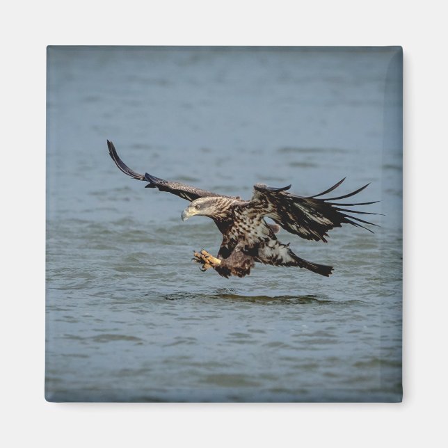 Imán Buceo inmaduro de águila calva para un pez (Frente)