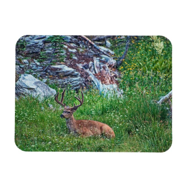 Imán Buck de cama (Horizontal)