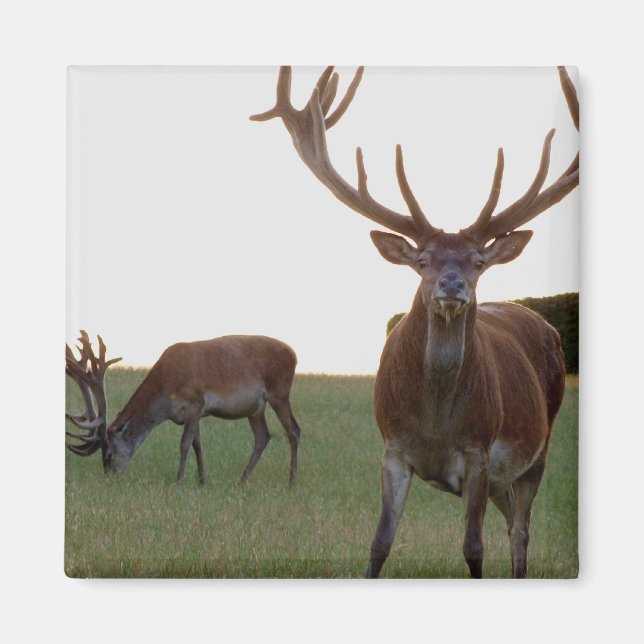 Imán Buck Magnet (Frente)