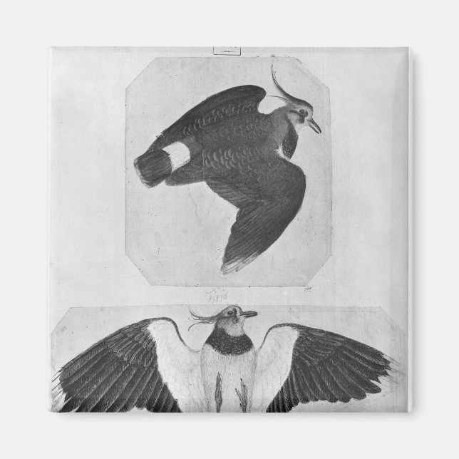 Imán Budgerigars, del álbum The Vallardi (Frente)